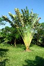 10 Fan Palm * 2000 x 3008 * (2.55MB)
